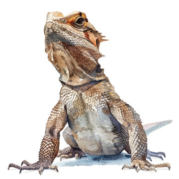 watercolor bearded dragon looking up clip art preview
