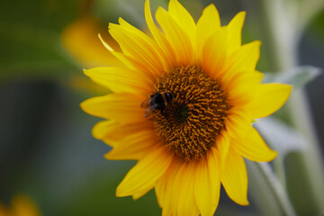 Obraz premium sunflower in the garden with bee