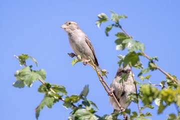 zwei Haussperlinge sitzen auf einem grünen Zweig