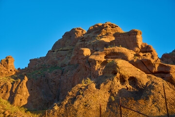 big wild cacti in the desert