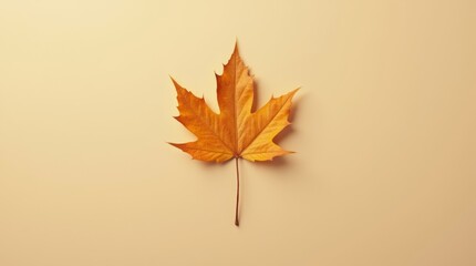 Single maple leaf in a minimalist composition, placed against a simple beige background, softly lit to emphasize the leaf’s form and texture, with warm muted colors.