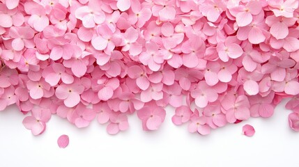 Obraz premium A Beautiful Spread of Delicate Pink Flower Petals on White Background