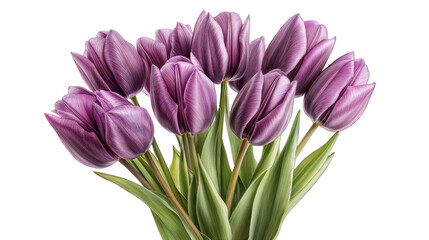 Obraz premium Vibrant Purple Tulips Arranged Beautifully in a Tight Bouquet Capturing the Essence of Spring Freshness and Color, Perfect for Decoration or Gifting