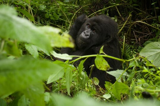 Jungle King