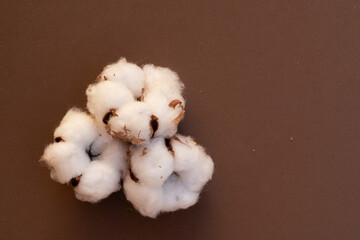 Cotton buds on brown earth tones background, color of the year 2025 mocha mousse