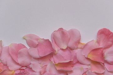 pink rose petals background