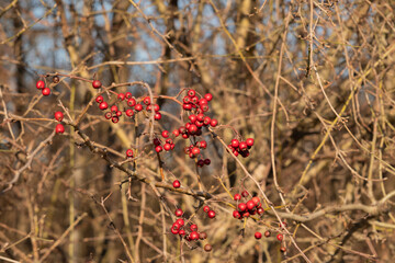 Weißdorn (Rosa moschata) Beeren