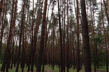 Obraz premium trees in the forest