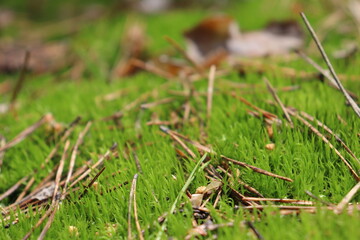 moss on the ground