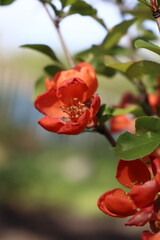 red rose on a green background