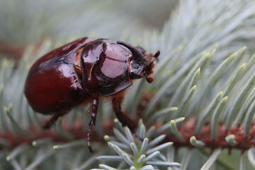 beetle on a leaf