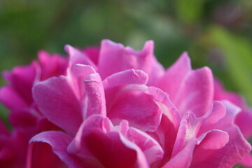 close up of pink flower