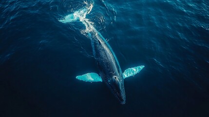 Fototapeta premium Whale surfacing in deep blue ocean.