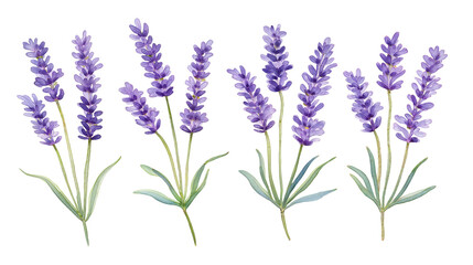 Fototapeta premium Lavender Flowers Depicted With Delicate Strokes Showcasing Vibrant Purple Shades Against a Light Background for Floral Decor Inspiration