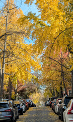 Golden gingko Leaves  of ginkgo trees change color from green to gold in the autmn in the Shaw Logan neighborhood of  Washington, DC. 