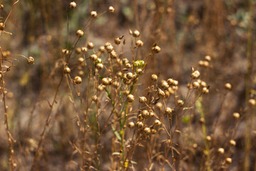 Ripe flax seeds in boxes, harvesting in the field. Agriculture