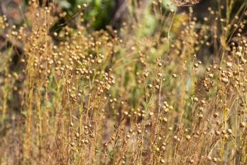 Ripe flax seeds in a field, harvesting. Agriculture