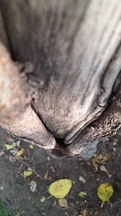 Texture of a large tree at an angle from top to bottom.