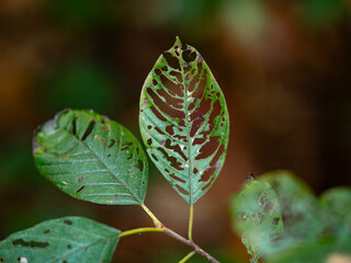leaf
