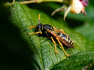 the bug on a leaf