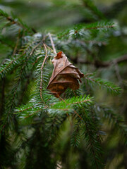 pine cone on a branch