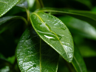 dew on leaf