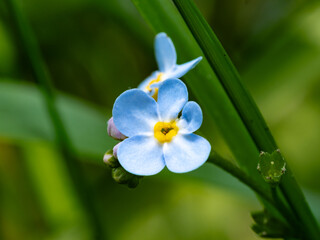 close up of flower