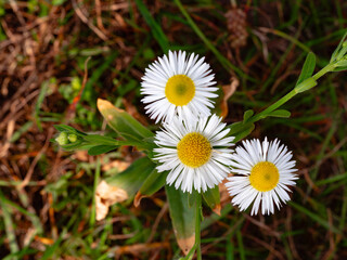daisy flower