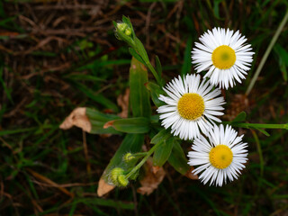 daisy in the grass