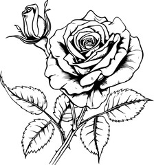 Detailed Line Art of Rose Flower