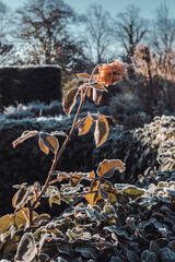 Frozen flower in a winter garden. Naked nature concept