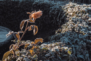 Frozen flower in a winter garden. Naked nature concept