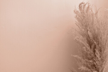 Soft natural background with dried pampas grass on empty wall in warm light brown color with natural sunlight and shadows, trendy color of 2025