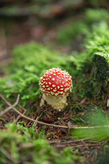 red color mushroom in the  forest in Germany, green