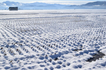 雪国の田園風景 山形県庄内