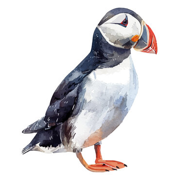 recommend clip art: A watercolor illustration of a Puffin, isolated on a white background. Puffin vector.