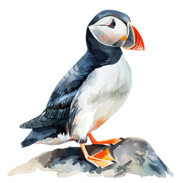 recommend clip art: A watercolor painting of a Puffin, isolated on a white background. Puffin vector.