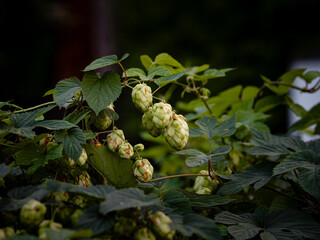 buds of a tree
