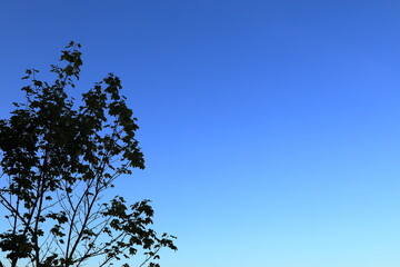 Dark nature with blue sky. Early autumn in September.
