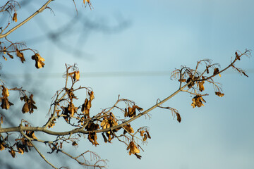 autumn leaves against sky