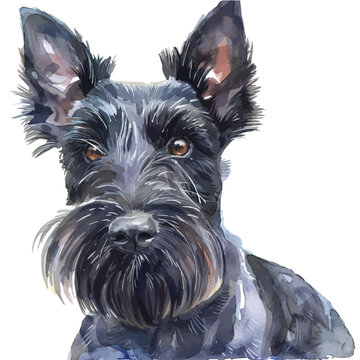 recommend clip art: A watercolor of a Scottish Terrier, isolated on a white background. Scottish Terrier vector.