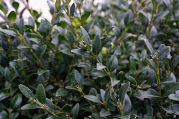 A close-up view of the vibrant foliage of Buxus sempervirens, commonly known as the boxwood. The neatly trimmed, dense green leaves form a textured and uniform pattern.
