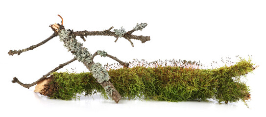 Moss on a tree branch isolated on white background. Fresh green moss on rotten trunk plant.