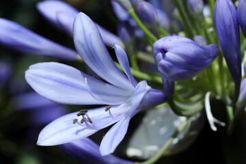 Fototapeta premium close up of agapanthus beautiful flowers, nature concept