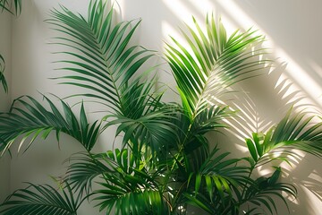 Fototapeta premium Tropical Indoor Plant with Sunlit Palms for Home Decor and Design Inspiration