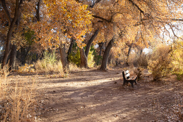 Beautiful Fall scene with a bench on a sunny day