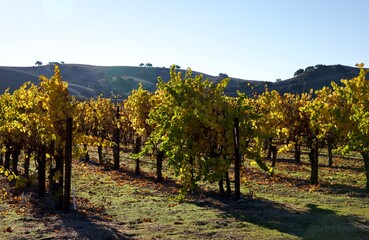 Naklejka premium amber leaves in the autumn vineyard