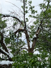 Broken Tree Branch After Spring Snowfall