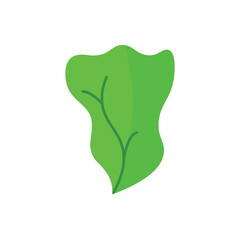 Cabbage leaves flat icin, fresh vegetables icon design, isolated on white background. 
