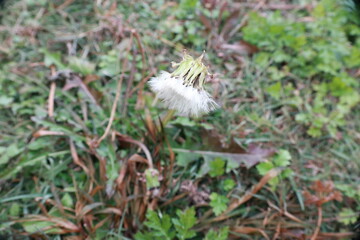 서양민들레 © Bonggyu